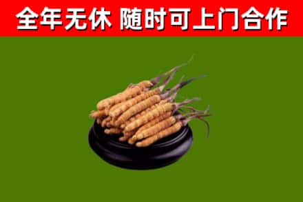 黔东南回收冬虫夏草