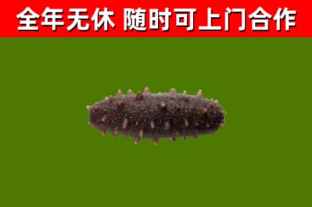黔东南回收海参干